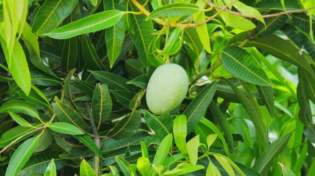 mamidikaya or raw mango with green mango leaves, day time, close up shot, stable shot, 4k.