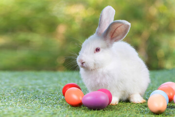 bunny Easter fluffy baby rabbit or new born rabbit. baby cute rabbit or new born adorable bunny. Easter Bunny.  Symbol of Easter day.
