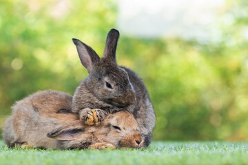 bunny Easter fluffy baby rabbit or new born rabbit. baby cute rabbit or new born adorable bunny. Easter Bunny.  Symbol of Easter day.