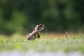 Funny ground squirrel