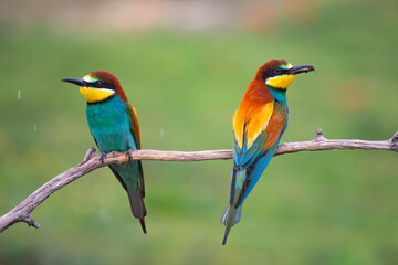 European bee eater, Merops apiaster. Common bee-eater. Close-up