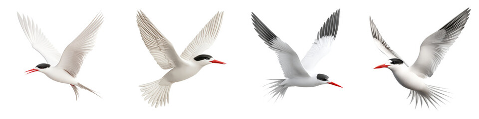 Flock of white terns in graceful flight over the ocean