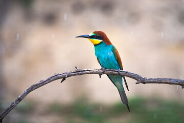 Obraz premium European bee eater, Merops apiaster. Common bee-eater. Close-up