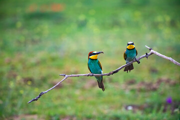 European bee eater, Merops apiaster. Common bee-eater. Close-up