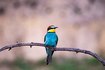 European bee eater, Merops apiaster. Common bee-eater. Close-up