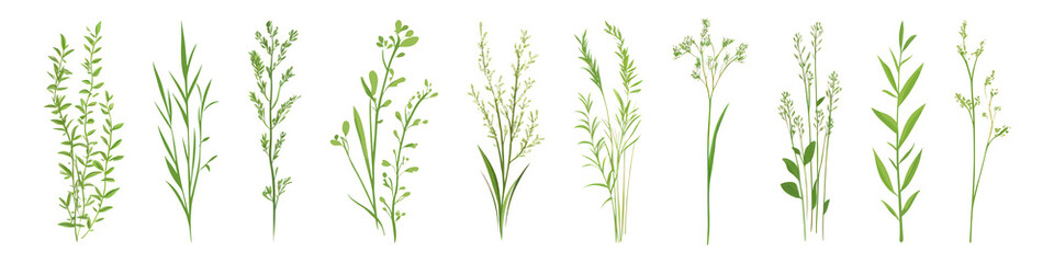 Obraz premium PNG Greenery illustration of various plants, element set on transparent background