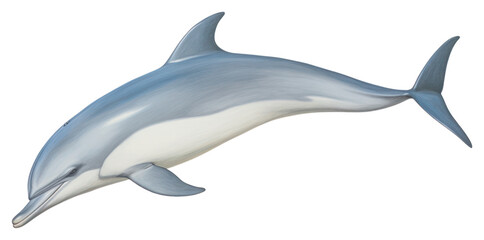 PNG Dolphin animal mammal shark.