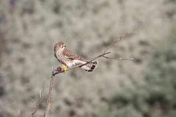 Common Kestrel with mouse