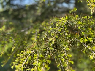 Cedrus deodara fresh spring leaves background. Branches of cedrus deodara tree. Close-up. The deodar cedar, Himalayan cedar is a species of cedar native to the Himalayas.
