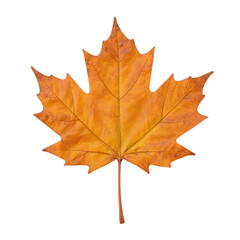 Obraz premium Vibrant autumn leaf, golden orange maple leaf with intricate veins, perfect for seasonal crafts or nature-themed designs. Isolated on white background or PNG