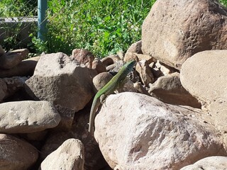 Lacerta viridis