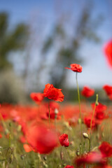 Poppie field in sunny day