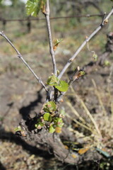 Young Grapevine with Budding Clusters in Spring Vineyard