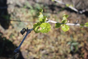 Young Grapevine with Budding Clusters in Spring Vineyard