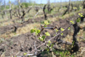 Young Grapevine with Budding Clusters in Spring Vineyard