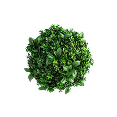 Obraz premium Top view of lush green boxwood shrub perfect for garden design and landscaping ideas on transparent background