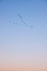 flock of birds