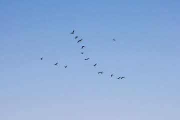 flock of birds