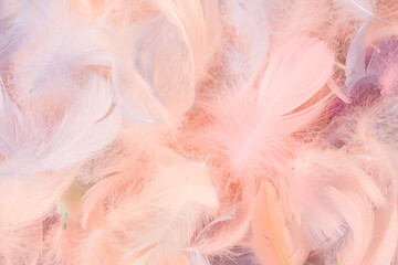 Colorful feather background, top view.