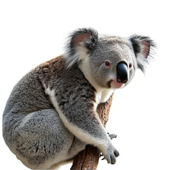 Fototapeta premium A cute koala perched on a tree branch, looking curiously