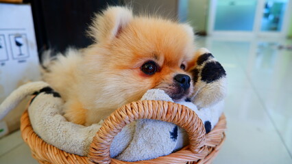 A little white Pomeranian puppy is sleeping in a basket, warm and comfortable
