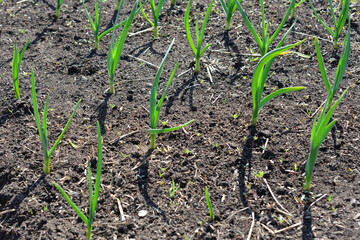 Young garlic plants sprouting in a garden bed