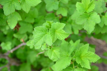 Close-up of Lush Green Leaves green wallpaper
