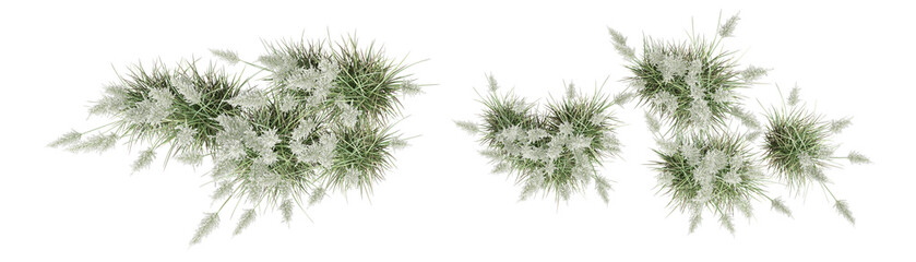 top view grass isolated on white background