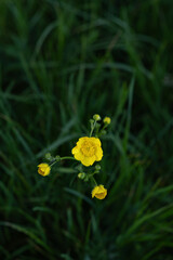 Yellow buttercup flower macro vibrant on green background