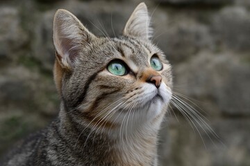 Tabby Cat with Green Eyes Looking Up
