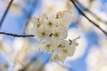 Fruit tree. Close-up of tiny flowers. Blurred background. Sunny April day.