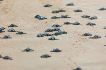 The turtles hatch from their eggs and crawl along the sand towards the ocean