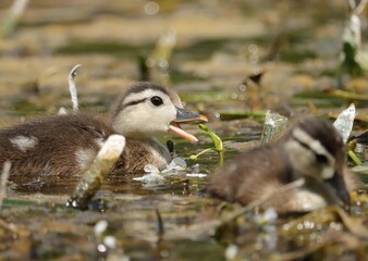 Adorable Wood Duck Duckling Snack Time Omnivore 