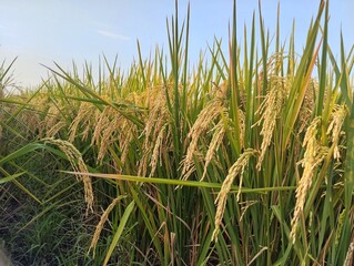 Fototapeta premium Close up of Ripe rice in lush green rice fields 
