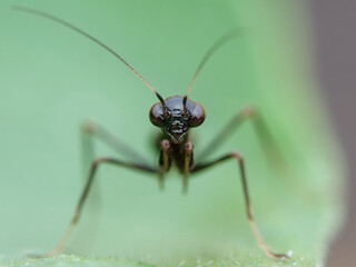 Ant mantis nymph on the leaf