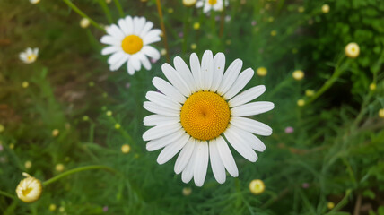 beautiful daisy flower