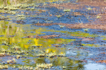 Naklejka premium A wet, muddy field with a few plants growing in it