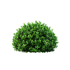 Obraz premium Stock image of green boxwood shrub isolated on black background for landscaping design on transparent background