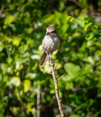 A bird is perched on a branch in a lush green forest