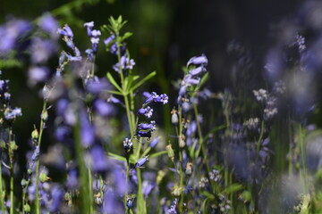 bluebells in scotland