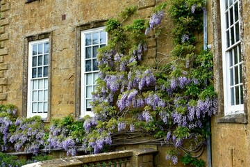 Old house with Japanese wisteria flowers on the wall, Warwickshire, England, UK
