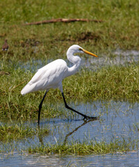 Obraz premium A white bird with a long neck is walking through a pond