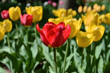 Obraz premium Vibrant tulips bloom in a colorful garden during a sunny spring day