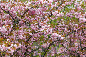 A tree with pink flowers is in full bloom