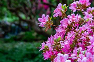 A spring garden in full bloom
