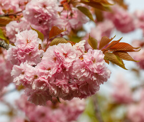 Pink flowers on a tree branch
