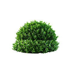 Obraz premium Isolated boxwood shrub evergreen plant landscaping design element on black background on transparent background