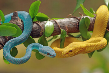Trimeresurus insularis, pit viper snakes on the branch