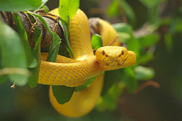 Trimeresurus insularis, pit viper snakes on the branch