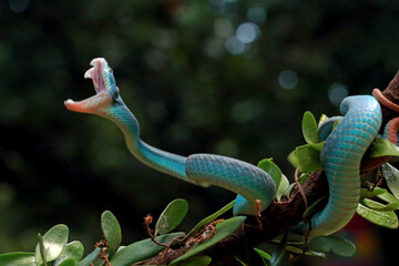 Trimeresurus insularis, pit viper snakes on the branch